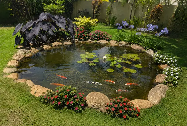 Lago pronto com peixes